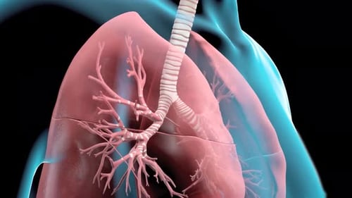 Detailed 3D Animation of Human Respiratory System Anatomy