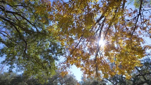 Colorful Autumn Nature Canopies of Yellow Forest Trees in Fall Season