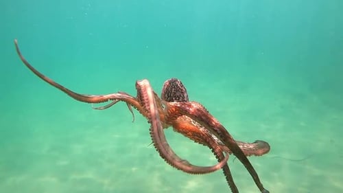 Wilder Tintenfisch schwimmt unter Wasser