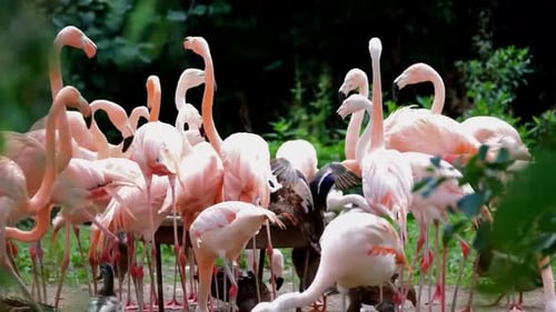 Flock of Beautiful Flamingos Gathered Around Water Trough