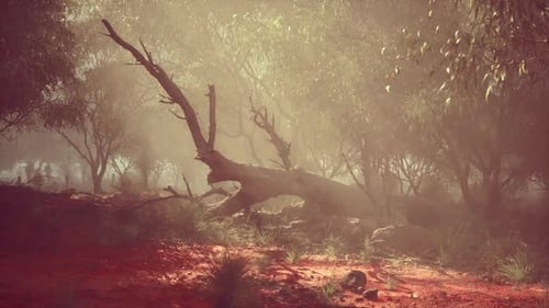 Misty Forest Landscape with Fallen Tree and Sun Rays in the Early Morning