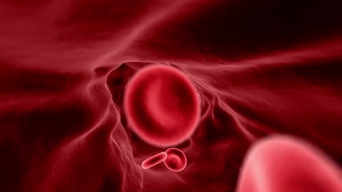 Red Blood Cells Flowing Through a Human Vein Medical Animation