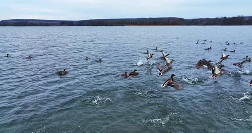Mallard ducks swimming in the lake. Wild birds rising at once quickly into the air.