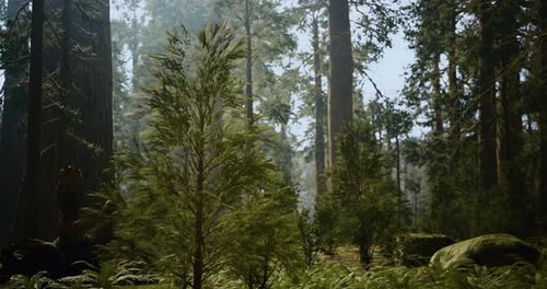 Majestic Forest Landscape with Towering Trees and Vibrant Greenery in Sunlight