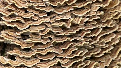 Primer plano del hongo de estantería (Trametes versicolor).