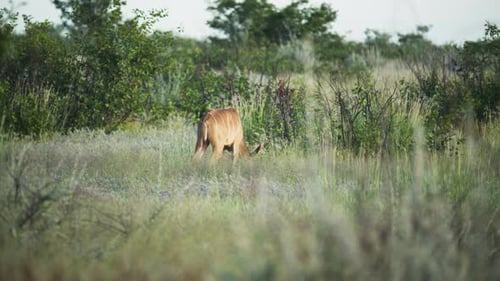 Kleine Kudu-Antilope weidet in der afrikanischen Savannenwildnis des Etosha-Nationalparks Ikonisch