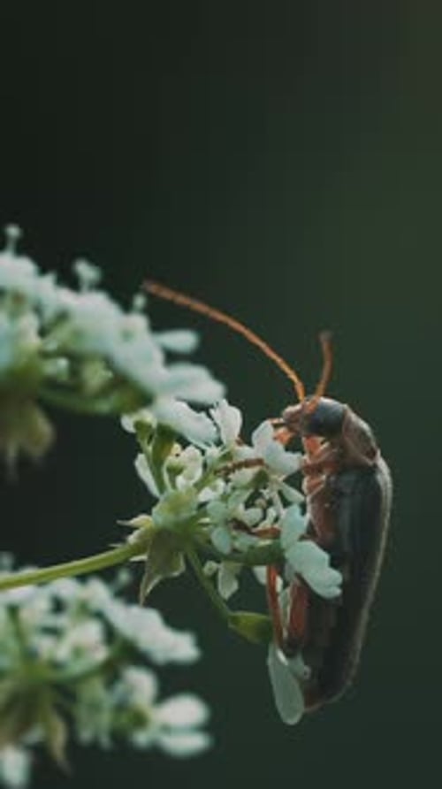 A Beetle with a Large Mustache on a Flower Macro Photography Creative A Small Beetle Walks on a