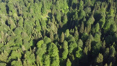 Wunderbarer Wald und See