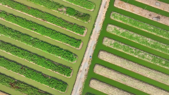 A rows of lush, green vegetables growing in parallel rows., Industrial ...