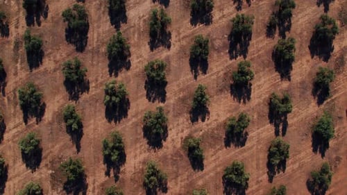 Drohnenaufnahme von landwirtschaftlichen Olivenbaumfeldern