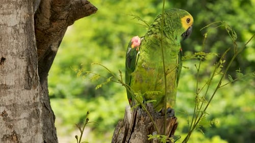 4k footage of a green, yellow and blue Macaw parrot. Exotic colorful parrot, in the tropical rainfor