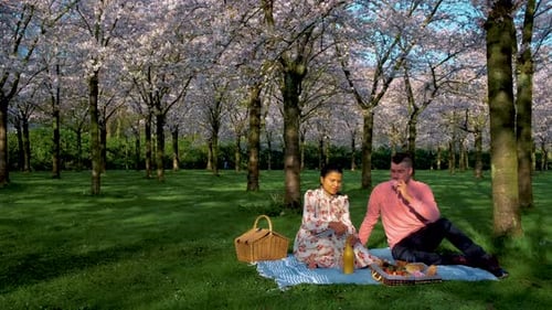 Couple Picnic at Cherry Blossoming Park Blooming Cherry Sakura Trees in Spring Netherlands