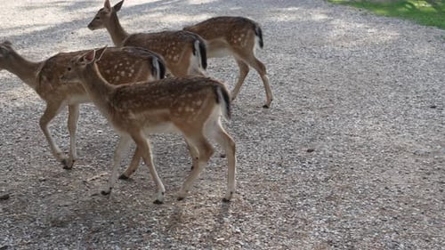 A herd of four Young roe deer walk on rocky ground slow motion. Young true deer grazing