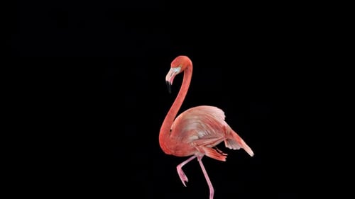Flamingo Bird Idle
