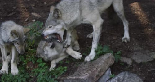 Wolves Interacting in Natural Habitat