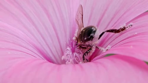 Bee collecting pollen inside a vibrant pink flower, close-up shot