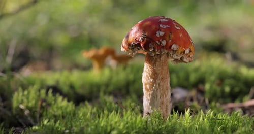 Fly agaric Mushroom In a forest.