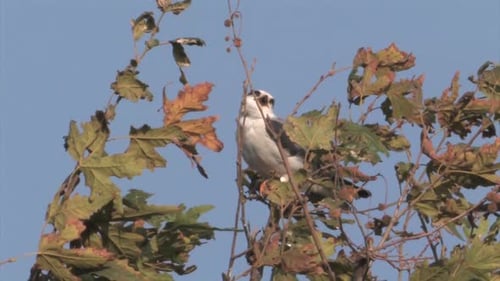 Black winged kite standing on branch