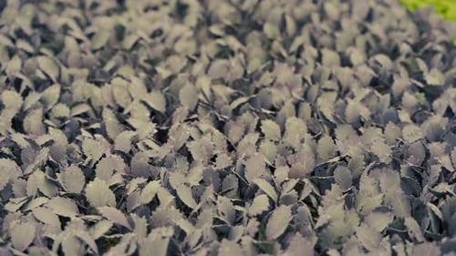 Plants de chou frisé en serre 4K
