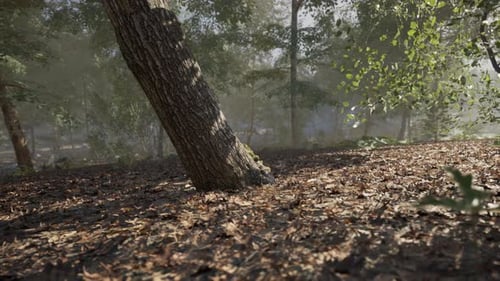 Uma paisagem florestal serena com uma árvore inclinada e folhas espalhadas à luz do dia