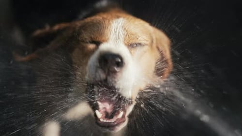 Dog Shakes Head Sending Water Flying