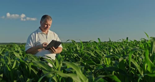 Farmer Using a Tablet Standing in the Distance Among Green Corn
