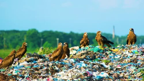 A Group of Hawks Scouring Through Discarded Waste at a Grimy Landfill Site - Close Up