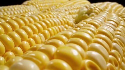 Close Up of Vibrant Yellow Corn on Cob