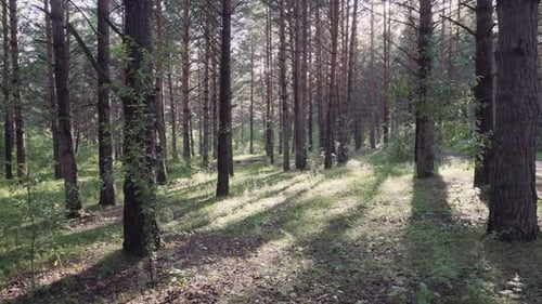 Rays of evening sunshine on green grass in pine woods