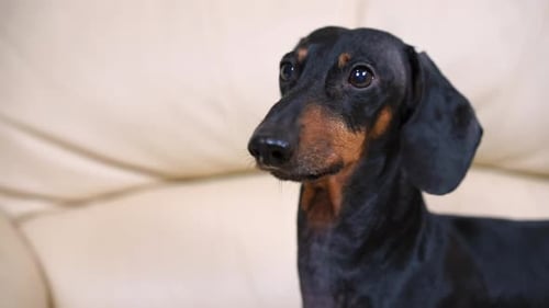 Dachshund Portrait Sitting on Couch Indoors