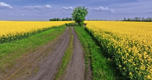 Yellow rape flowers and country road in countryside.