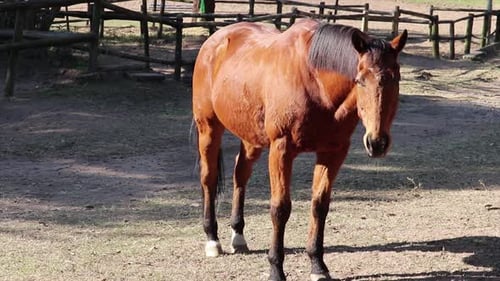 Brown horse standing gazing surrounded by a fence with wooden poles on a field