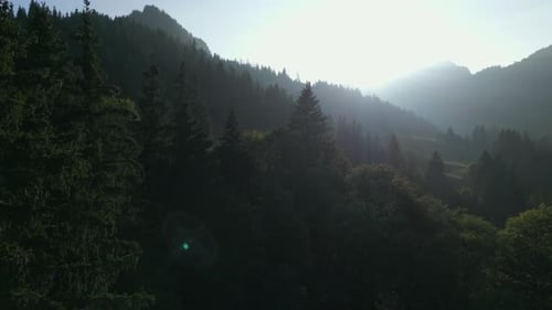 La lumière du soleil brille dans l'environnement naturel des arbres forestiers