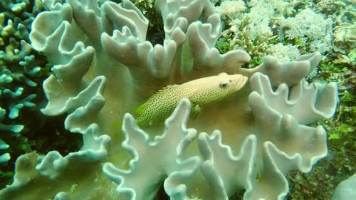 Speckled sand perch fish swimming amongst the coral in Raja Ampat, Indonesia
