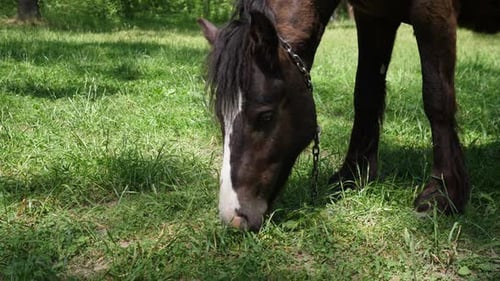 Horse Head Close