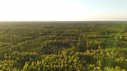 Aerial fly lush dense green pine forest landscape in Incukalns, Latvia skyline with sunset backgroun