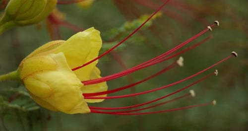 Fleurs d'Erythrostemon gilliesii ou Caesalpinia gilliesii, une espèce ornementale originaire du sud de l'Australie