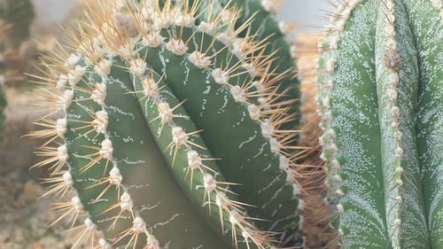 Closeup of a Green Cactus with Large Needles in a Botanical Garden Plants are Common in Deserts