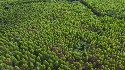 Aerial view of Eucalyptus plantation in Thailand. Top view of beautiful green area of eucalyptus