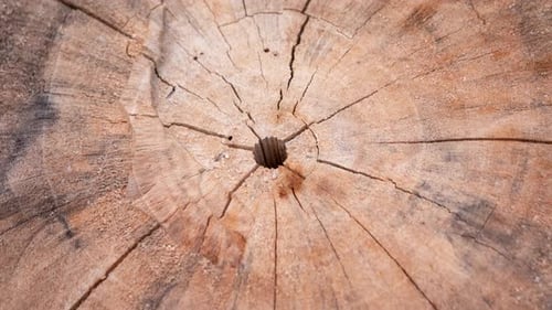 Zoom video showcasing wood grain details natural environment close-up view artistic concept