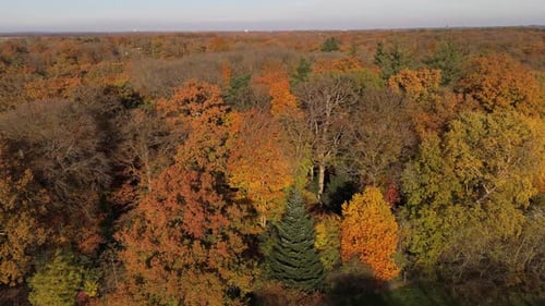 Drohnenaufnahme des dichten Herbstwaldes mit farbigen Laubbäumen