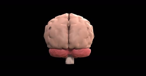 Rotating 3D Human Brain Anatomy Loop
