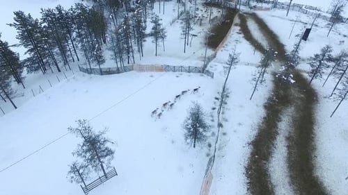 Aerial view of herd of reindeer in snowy Lapland and forest
