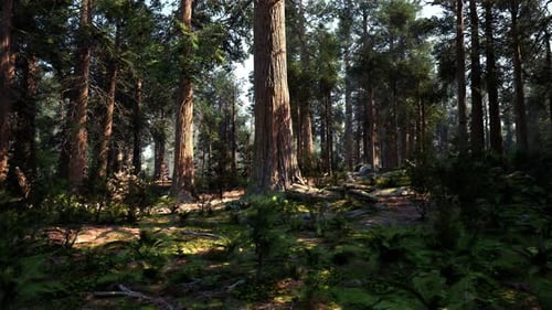 A Dense Forest with Towering Trees