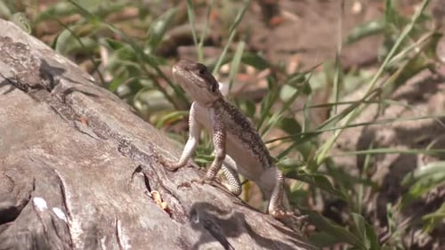 UN CAMÉLÉON SUR UNE BRANCHE