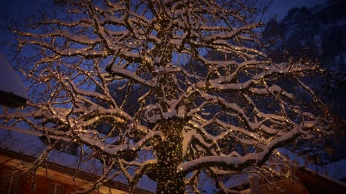 Festive Winter Tree with Lights on a Dark Night