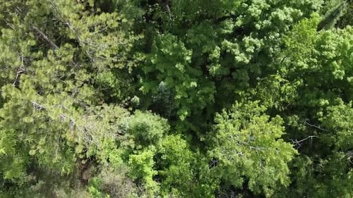 Top Down Shot Of Scenic Forest Wilderness Landscape