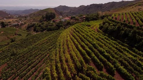 View Of Vineyard On A Hill With Rows Of Grapevines In Summer. aerial drone