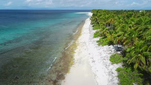 Tropical Beach with Palm Trees and Blue Ocean on Sunny Day Aerial View on Paradise Island