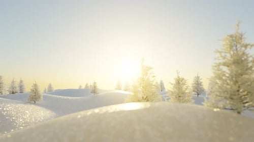Hilly Snow Landscape With White Pine Trees In The Evening Sunlight